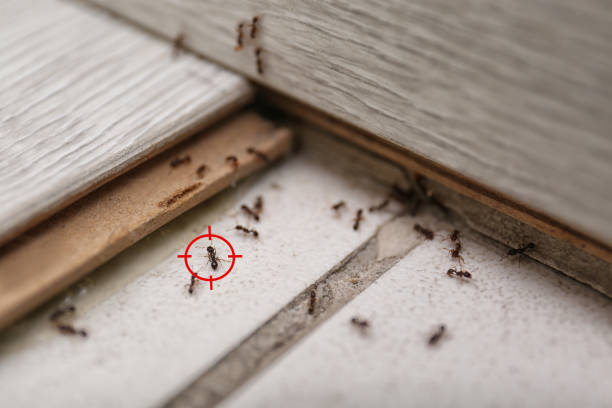 Trusted Muleshoe, TX Pest Control Experts