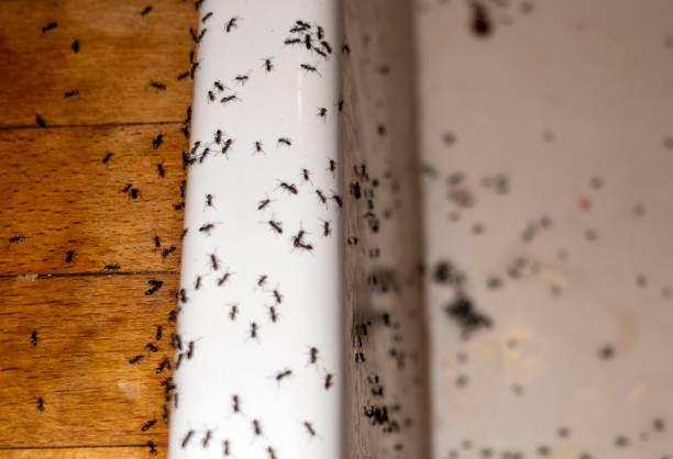 Best Spider Control Near Me  in Muleshoe, TX