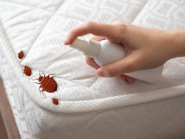Best Bed Bug Extermination  in Muleshoe, TX