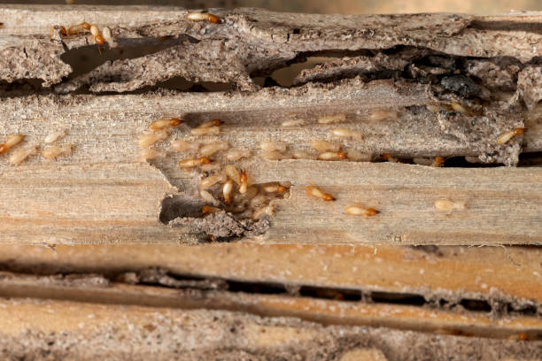 Best Mosquito Control Services  in Muleshoe, TX